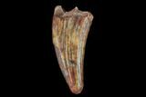 Fossil Phytosaur (Machaeroprosopus) Tooth - New Mexico #133284-1